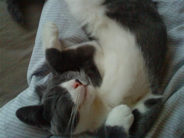 Blanding af racer Toulouse  - Han elsker a ligge på ryggen og sove. :´) billede 1