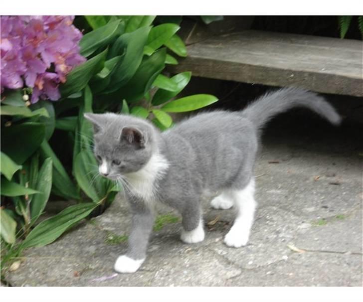 Blanding af racer Toulouse  - mens lillemissen var helt lille, ca. 9 uger. billede 2