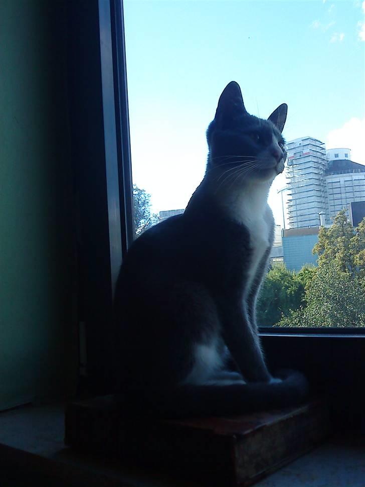 Blanding af racer Toulouse  - han elsker a sidde og se højtidelig ud i vinduet og følge med i verdenen udenfor :) billede 3