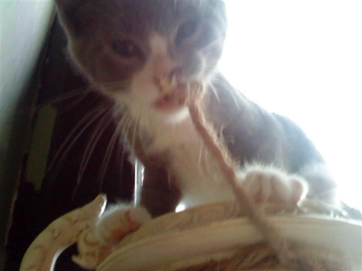 Blanding af racer Toulouse  - Grrr nok ser jeg sød ud MEN jeg er en farlig mis faktisk!!! :D hahah han er deeejlig. billede 5