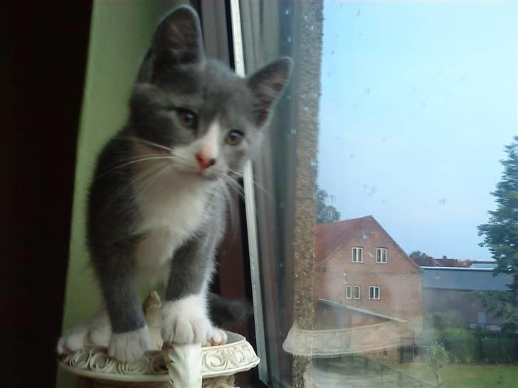 Blanding af racer Toulouse  - vinduet han altid været en go plads :) her er han ca 12 uger :) billede 6