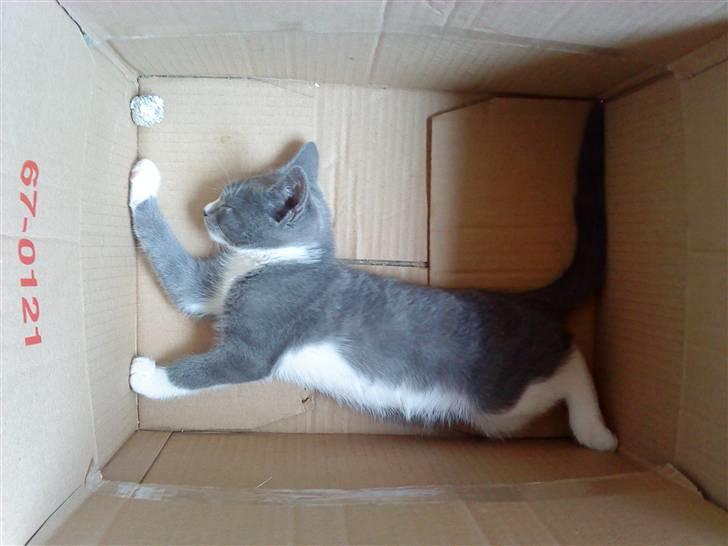 Blanding af racer Toulouse  - jep, der findes ikke det sted man ikke kan sove når man leger godt :) billede 7