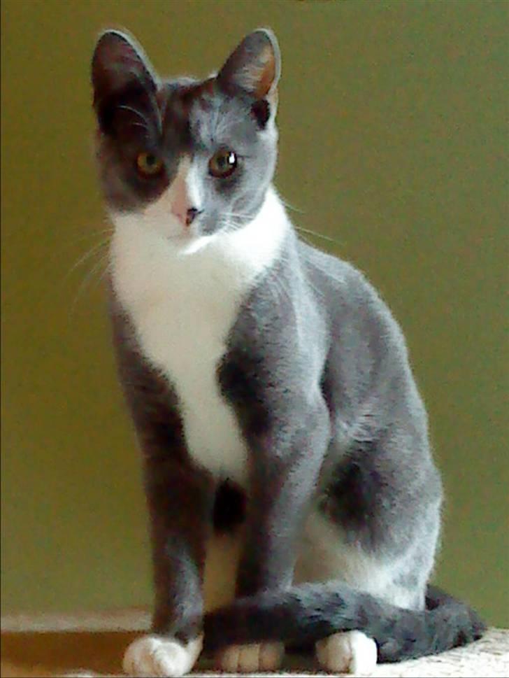 Blanding af racer Toulouse  - det nyeste billede a Toulouse. her er han ca. 6 mdr gammel smuk teenage mis :) <3 billede 8