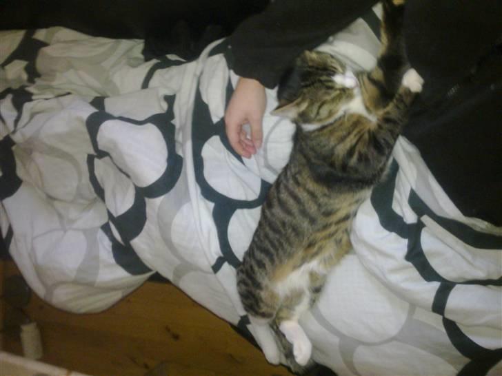 Blanding af racer laban - se hvor lang jeg er billede 1