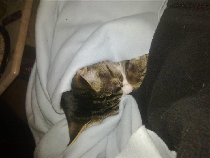 Blanding af racer laban - putter hos mor billede 2