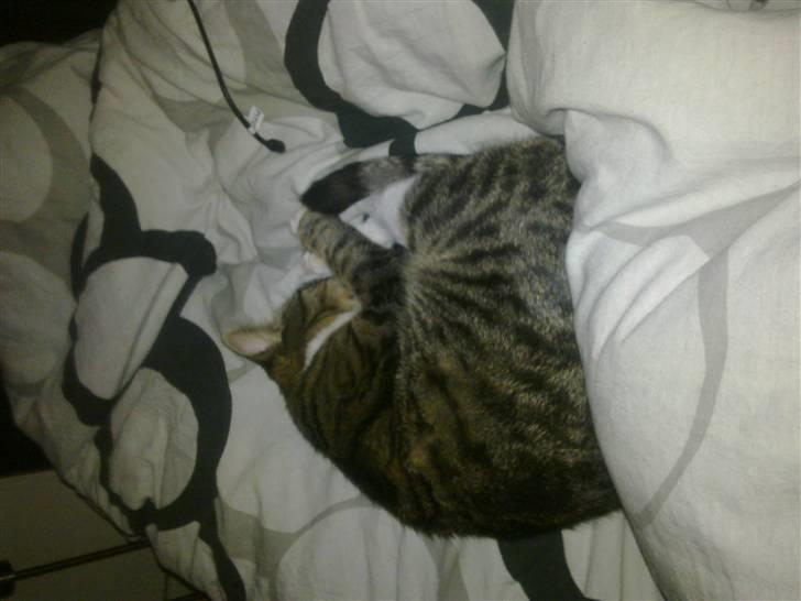 Blanding af racer laban - sover efter en meget lang nat billede 3