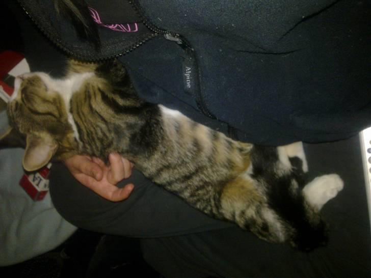 Blanding af racer laban - da jeg langt om længe kunne sidde med han kl er 4 om morgen billede 4