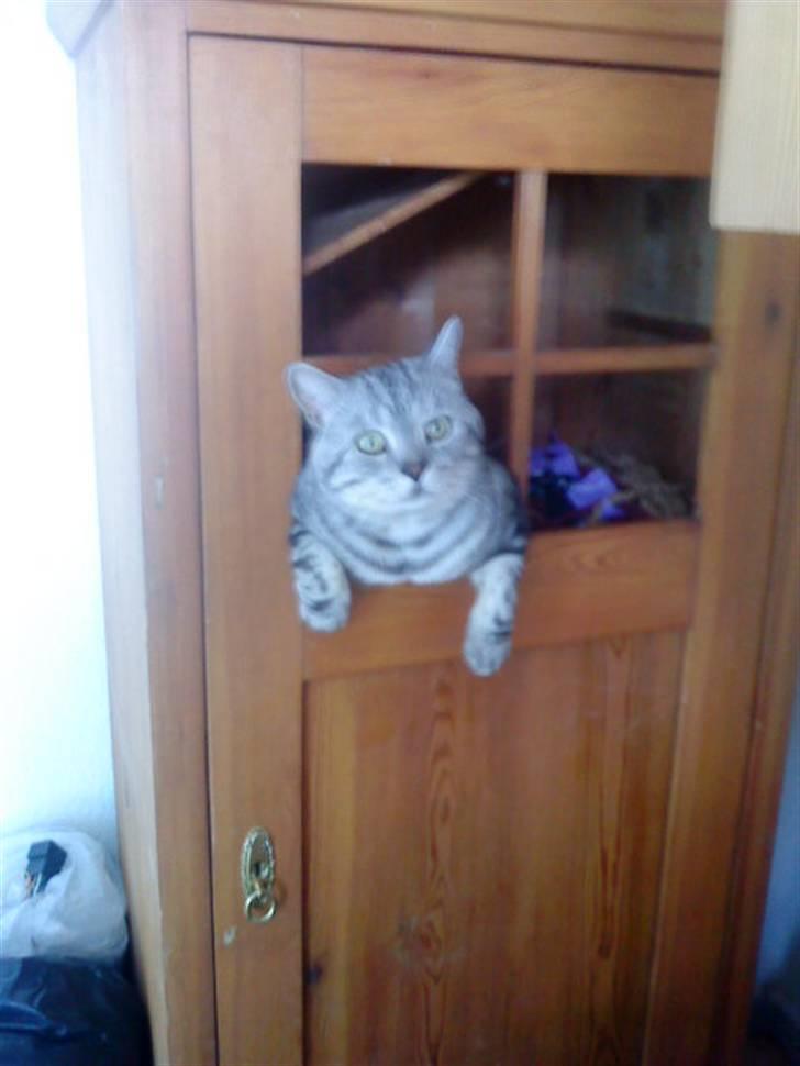 British Shorthair Balto billede 17