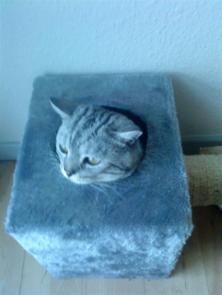 British Shorthair Balto billede 18