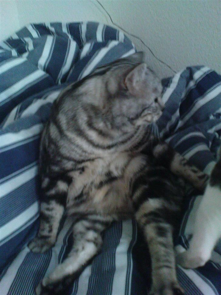 British Shorthair Balto billede 19