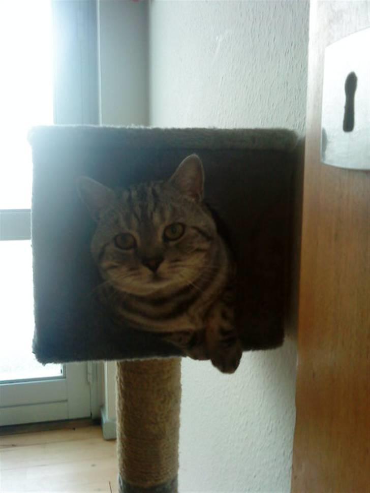 British Shorthair Balto billede 20