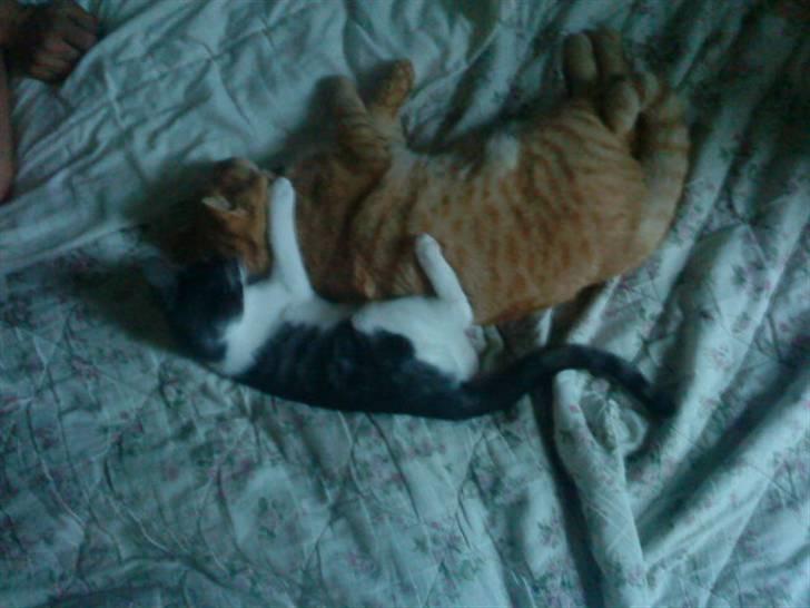 British Shorthair Elliot billede 13