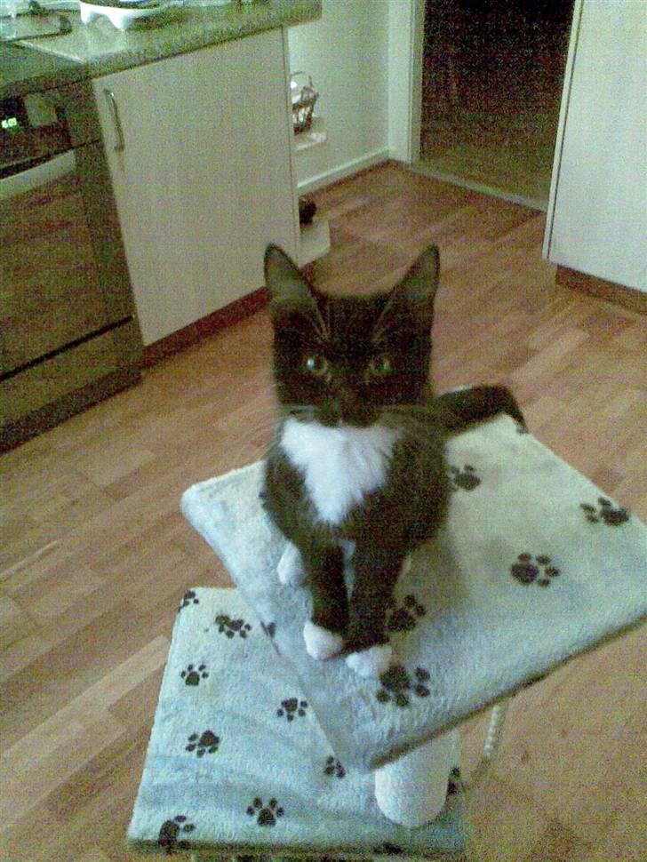 Huskat Mille billede 1