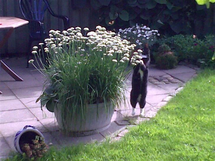 Huskat Mille billede 2