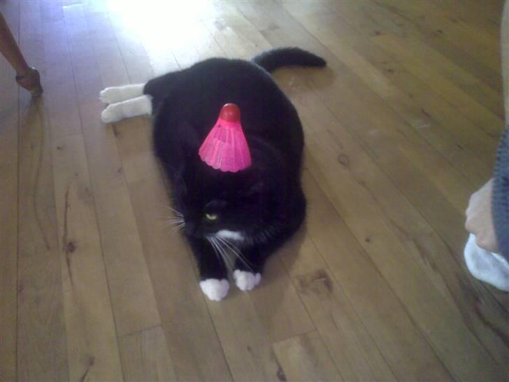 Huskat Mille billede 3