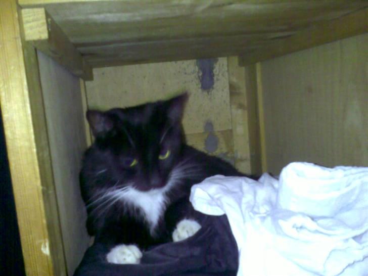 Huskat Mille billede 5