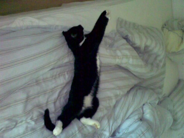 Huskat Mille billede 6