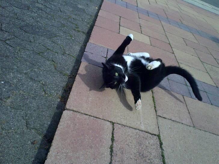 Huskat Mille billede 7