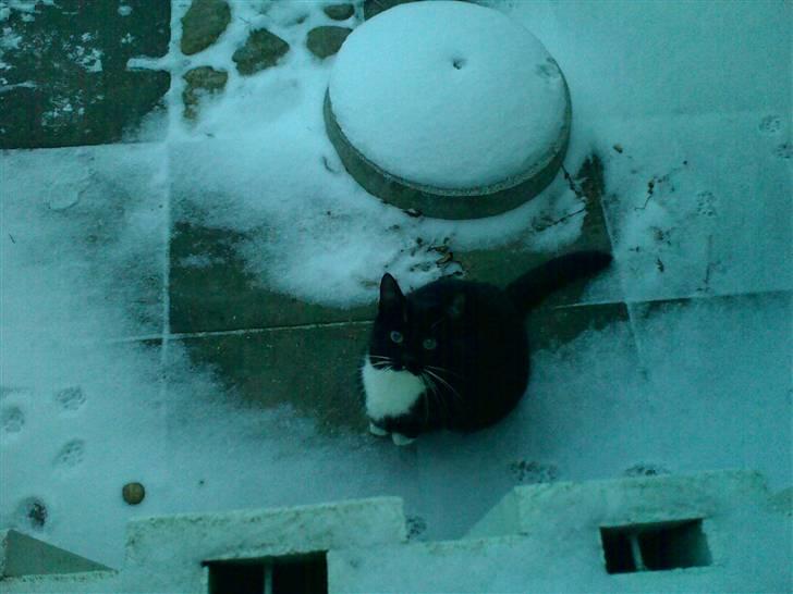 Huskat Mille billede 8