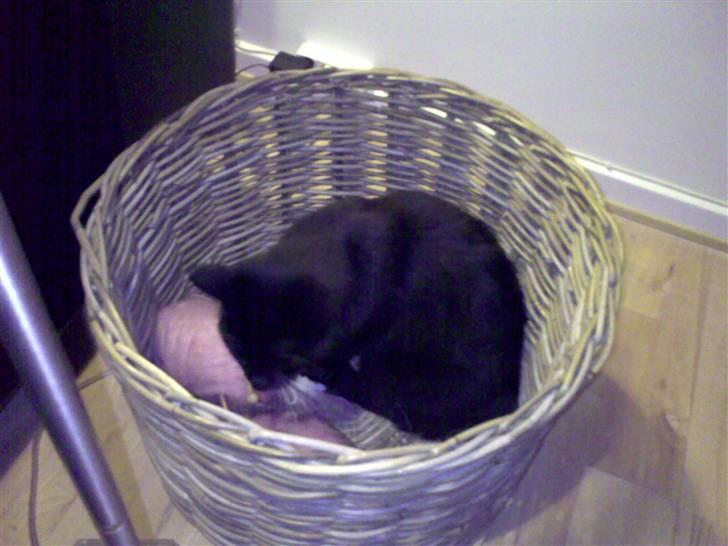 Huskat Mille billede 9