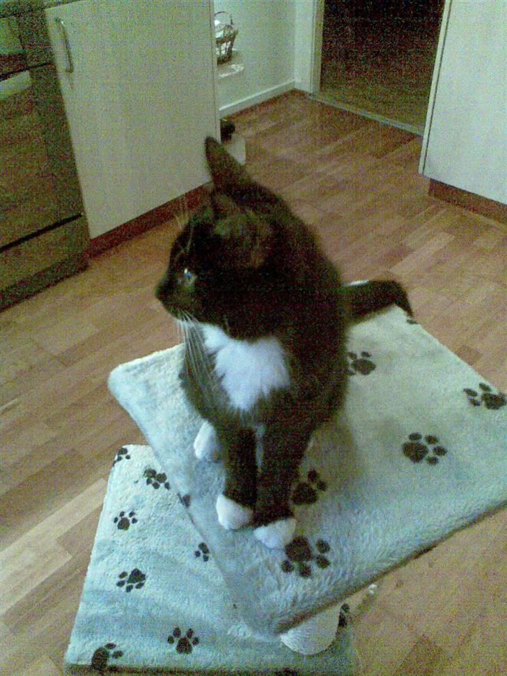 Huskat Mille billede 10