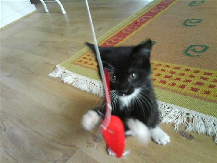 Huskat Mille billede 11