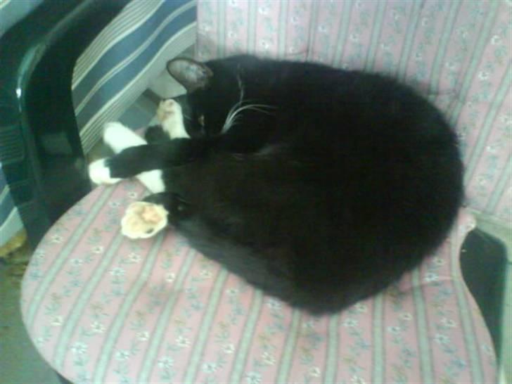 Huskat Mille billede 12