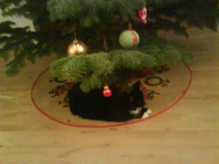 Huskat Mille billede 13