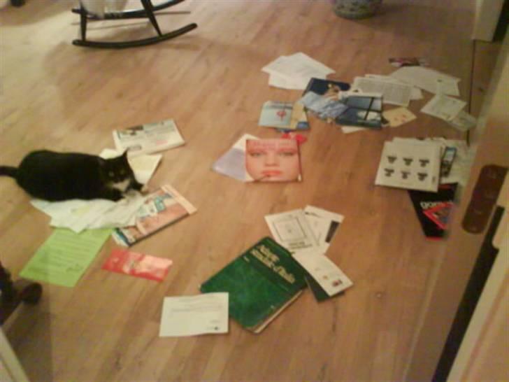 Huskat Mille billede 14