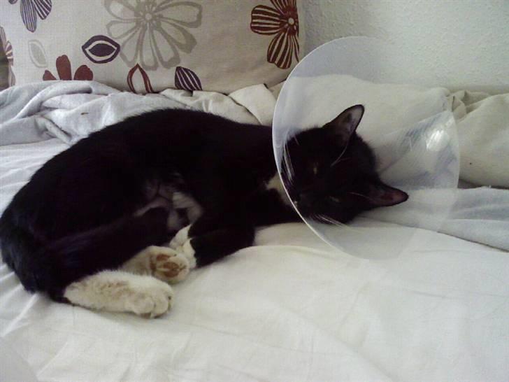 Huskat Mille billede 15