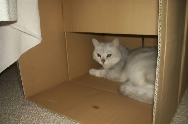 British Shorthair Bakus/Billie - mor har købt så mange fine ting, men kassen her er nu noget af det bedste... billede 6