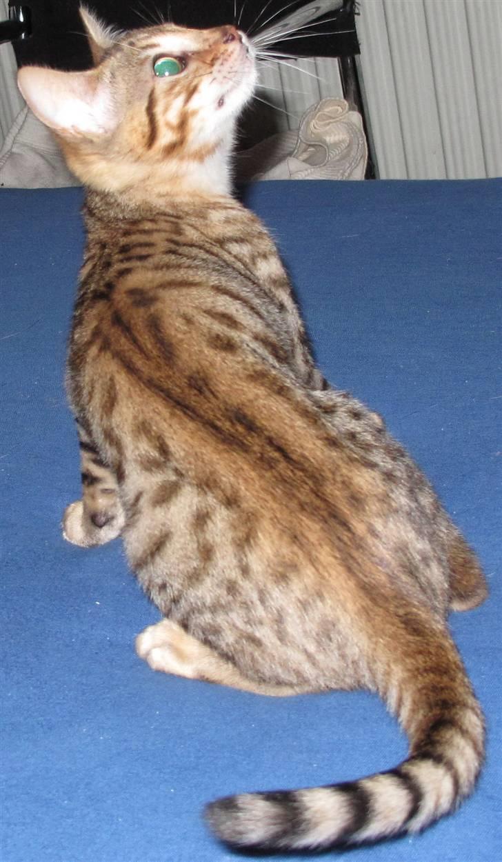 Bengal Leeloo - Vores lille nye Bengal billede 1