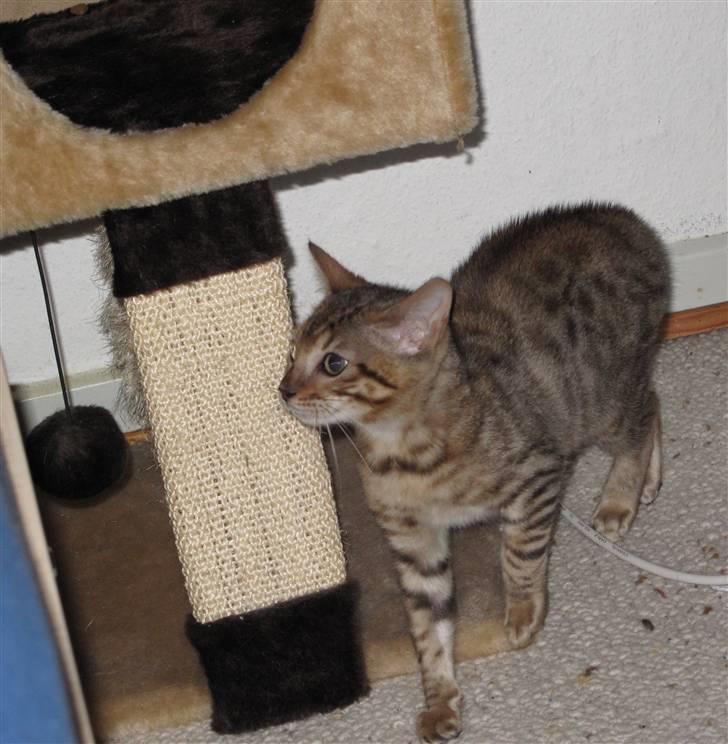 Bengal Leeloo billede 2