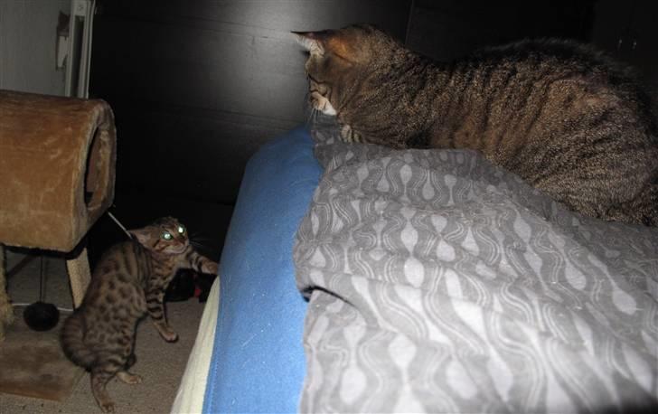 Bengal Leeloo - Som 15 uger gammel mis, skal man da selvfølgelig fortælle den 12 årige store kat, at man da sagtens kan være en bestemt dame :) billede 3