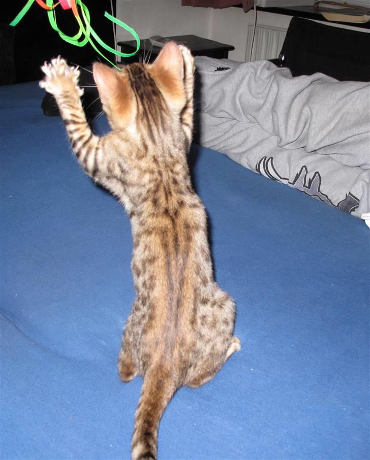 Bengal Leeloo - Farlig mis :) billede 4