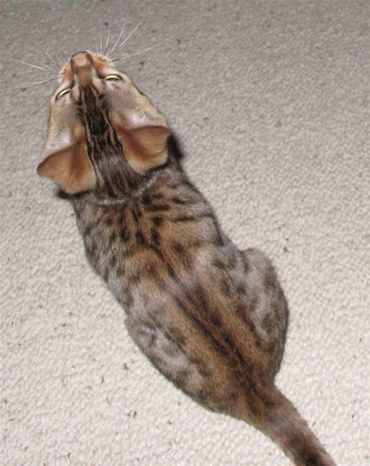 Bengal Leeloo - Fine aftegninger billede 5