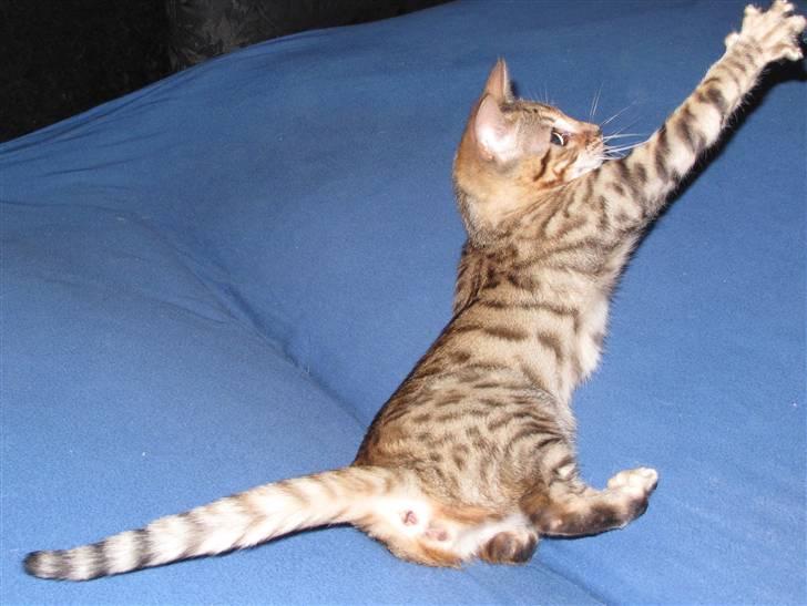 Bengal Leeloo - Fange mis :) billede 7