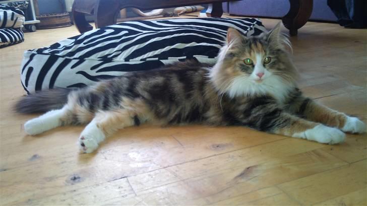 Norsk Skovkat DK Psuwis Silje billede 1