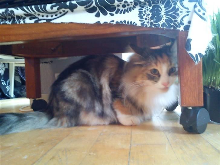 Norsk Skovkat DK Psuwis Silje billede 2