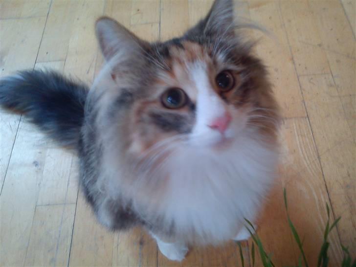 Norsk Skovkat DK Psuwis Silje billede 3