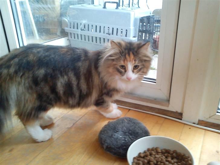 Norsk Skovkat DK Psuwis Silje billede 4