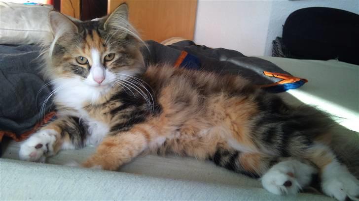 Norsk Skovkat DK Psuwis Silje billede 5