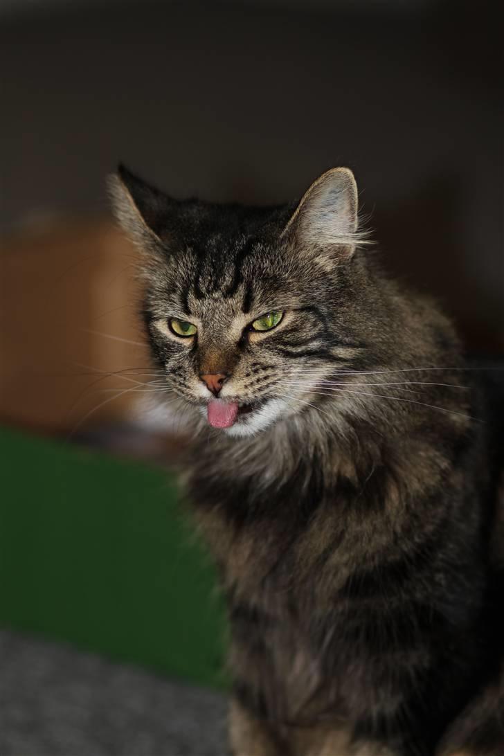 Blanding af racer Simba  Harboe billede 16