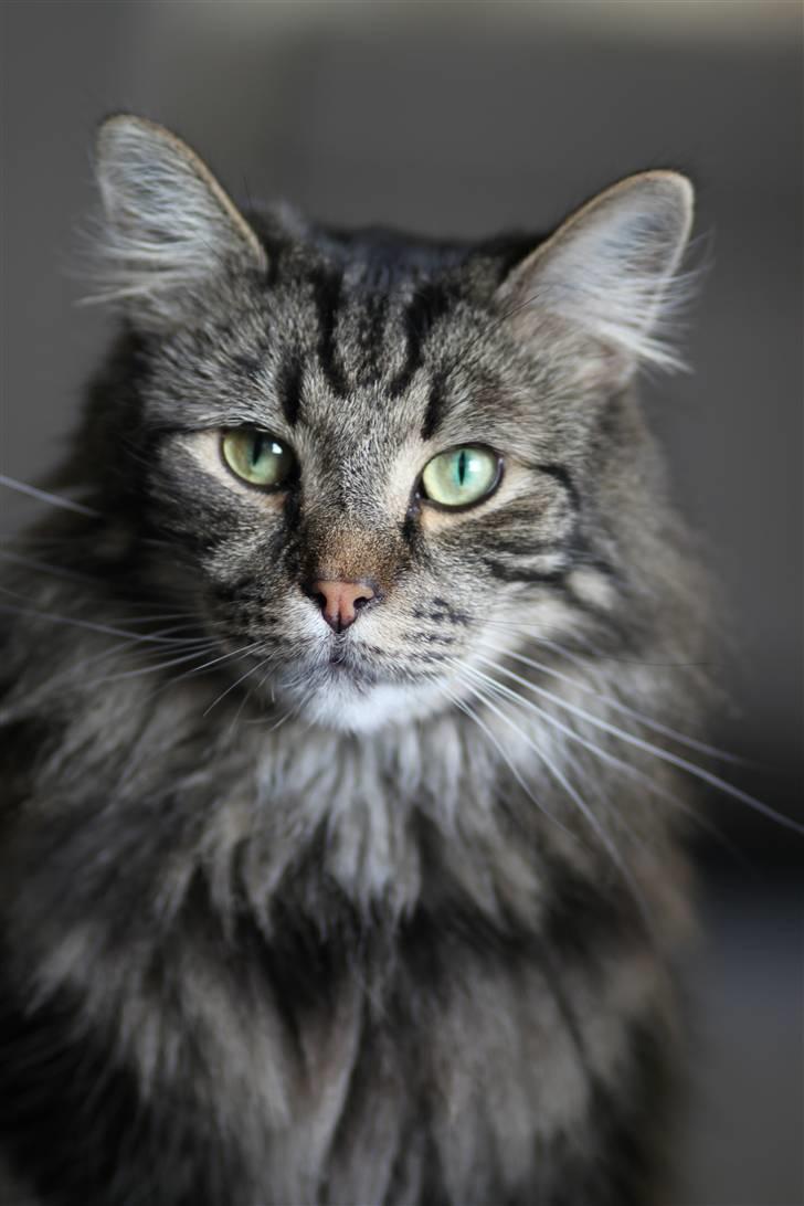 Blanding af racer Simba  Harboe billede 17