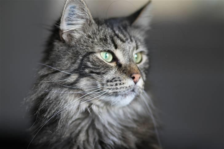 Blanding af racer Simba  Harboe billede 19