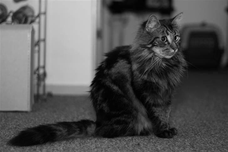 Blanding af racer Simba  Harboe billede 20