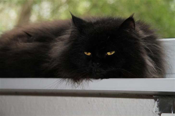 Blanding af racer Buster Nielsen billede 17