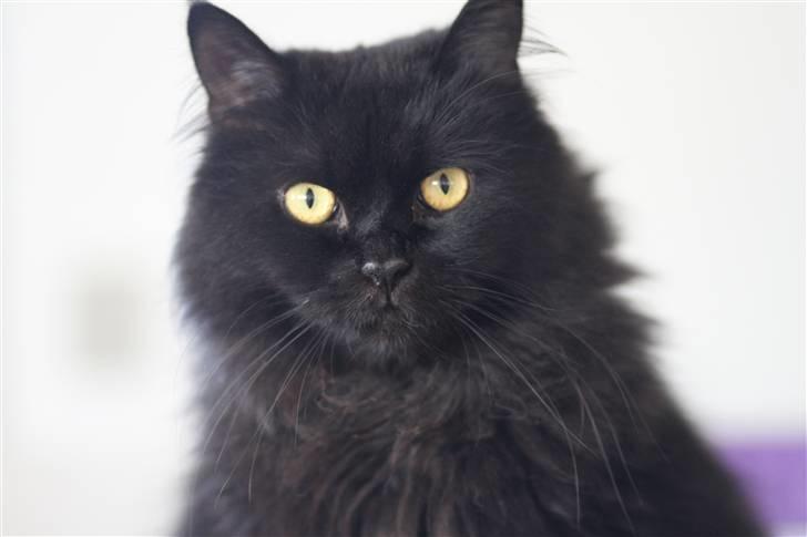 Blanding af racer Buster Nielsen billede 18