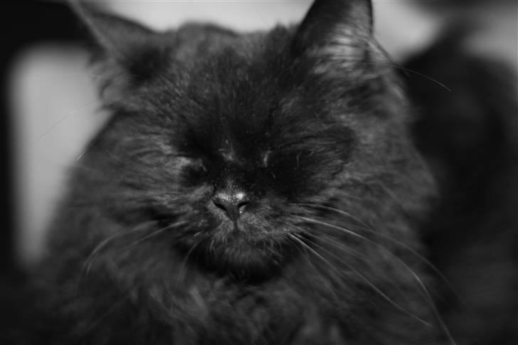 Blanding af racer Buster Nielsen billede 19