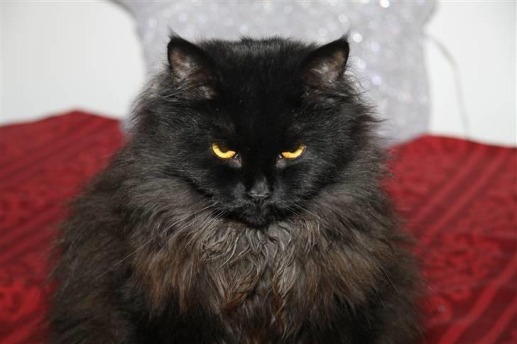 Blanding af racer Buster Nielsen billede 20